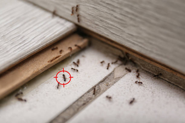 Best Best Pest Control Companies  in Oakland, NE