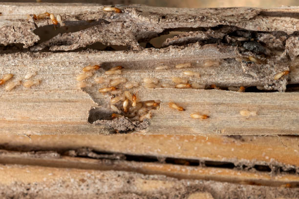 Best Exterminator Services  in Oakland, NE